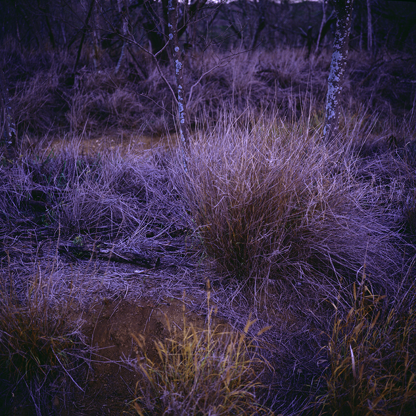 EVERYTHING IN PLACE, Shelley Hill, Photography, Giclée