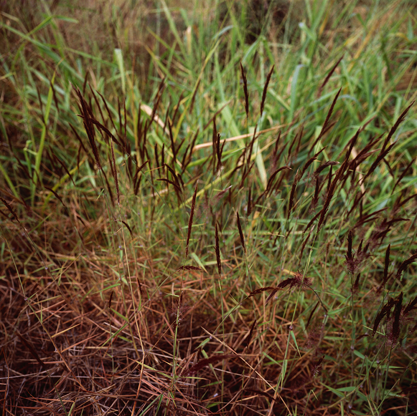 EVERYTHING IN PLACE, Shelley Hill, Photography, Giclée