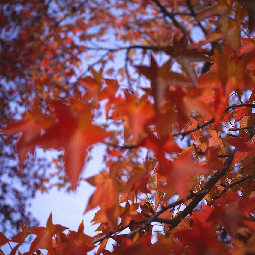 EVERYTHING IN PLACE, Shelley Hill, Photography, Giclée