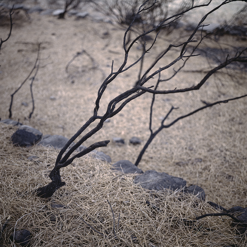 EVERYTHING IN PLACE, Shelley Hill, Photography, Giclée