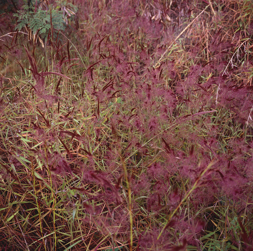 EVERYTHING IN PLACE, Shelley Hill, Photography, Giclée